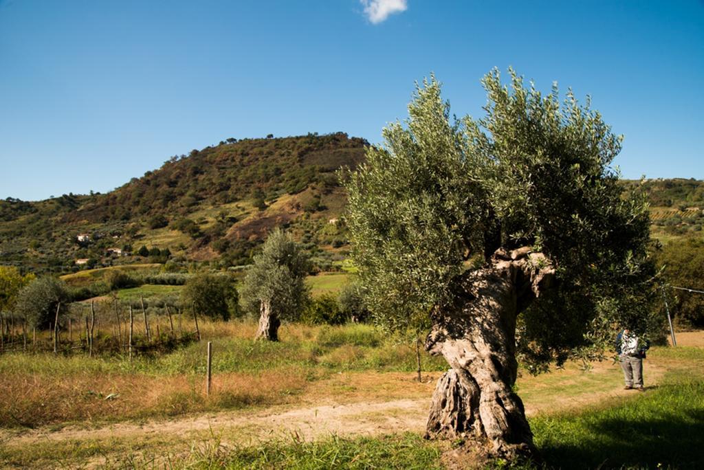 Agriturismo U' Casinu Da Scala Campora San Giovanni Exteriér fotografie